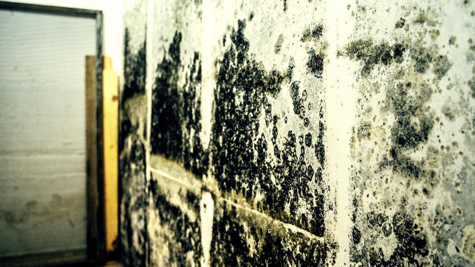 7 MustKnow Signs of Dangerous Mold in Your Building